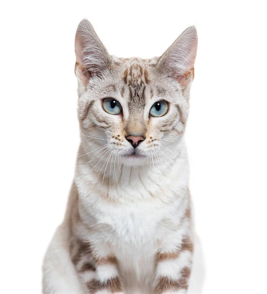 Snow Lynx Bengal Cat Facing Camera Isolated White — 图库照片