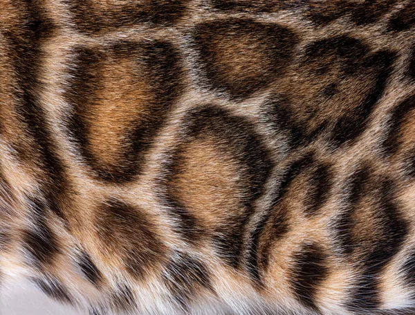 Macro Brown Bengal Cat Hair — Stock fotografie