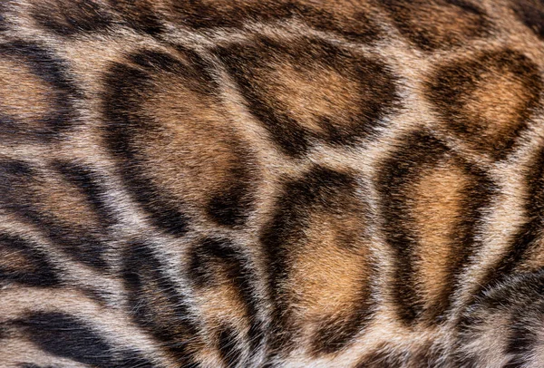 Detail Macro Brown Bengal Cat Hair — Fotografia de Stock