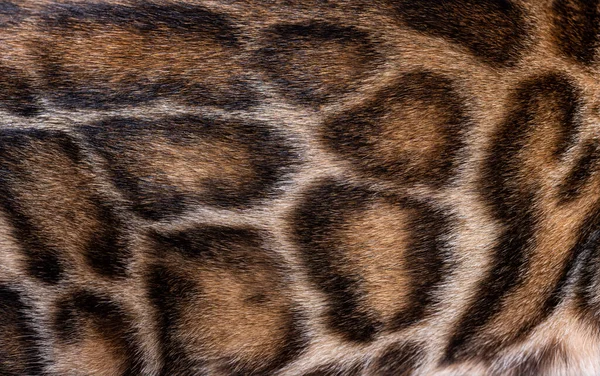 Macro Close Brown Bengal Cat Hair — Stock Photo, Image