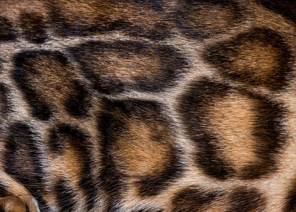 Macro Brown Bengal Cat Fur — Stock Photo, Image