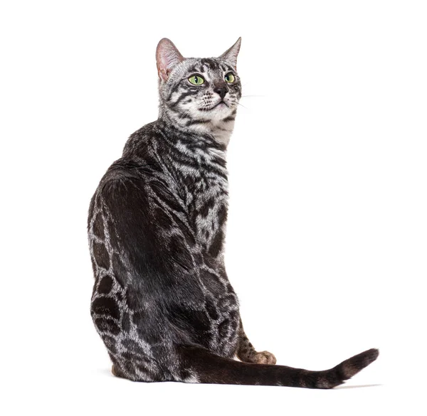 Bakc View Grey Bengal Cat Looking Isolated White — Foto de Stock