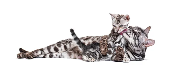 Mother Bengal Cat Cuddling Her Kitten Isolated White — Zdjęcie stockowe