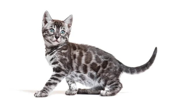 Side View Blue Eyed Bengal Cat Kitten Isolated White — Stockfoto