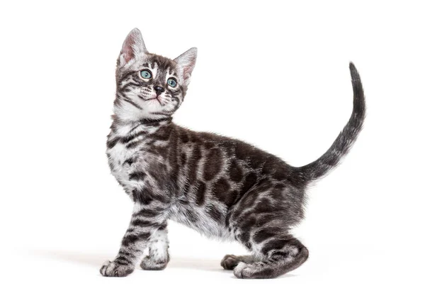 Side View Silver Bengal Cat Kitten Looking Isolated White — 图库照片