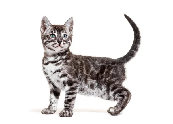 Side View Blue Eyed Bengal Cat Kitten Isolated White — Zdjęcie stockowe
