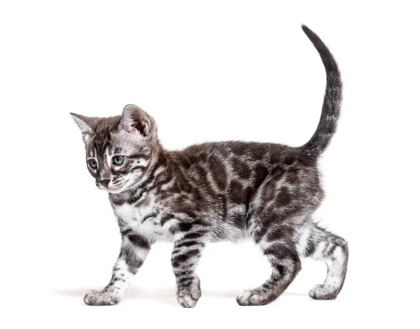 Side View Blue Eyed Bengal Cat Kitten Walking Isolated White — 图库照片