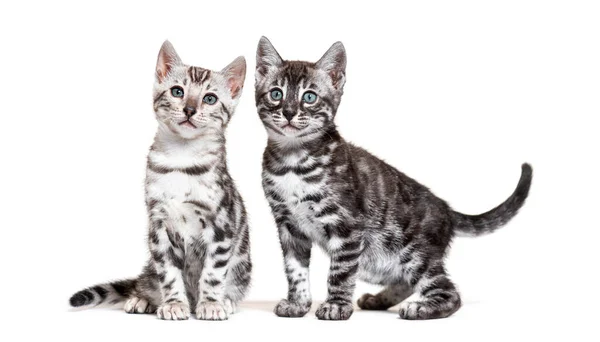 Two Bengal Cat Kitty Sitting Together Isolated White — Stok fotoğraf