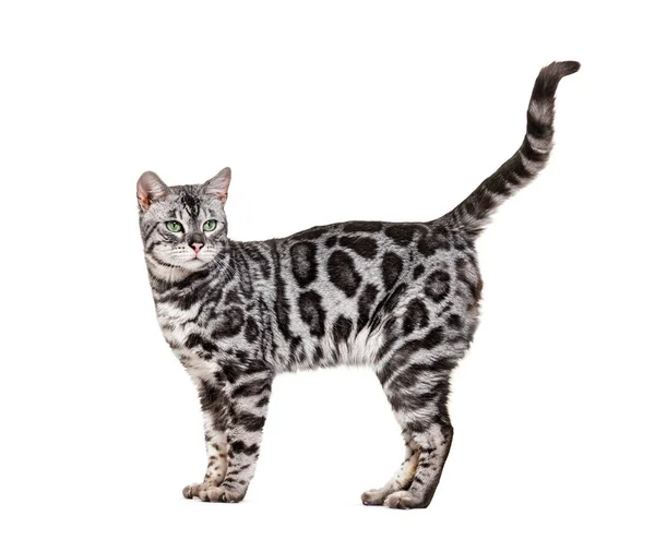 Side View Standing Bengal Cat Isolated White — 图库照片