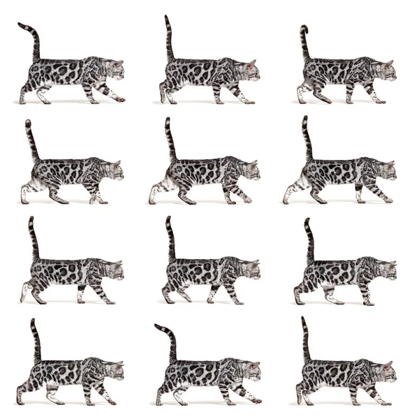 Many Position Silver Bengal Cat Walking Side View Easy Make — Stockfoto