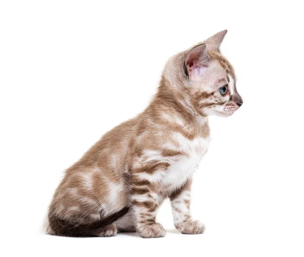 Bengal Cat Kitten Isolated White — 图库照片