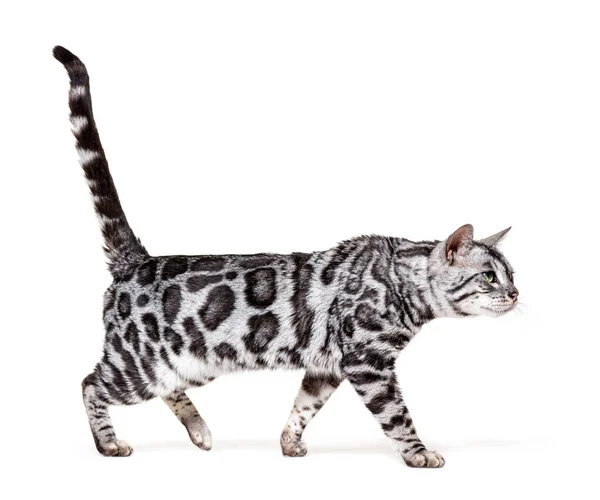 Back View Bengal Cat Kitten Isolated White — 图库照片