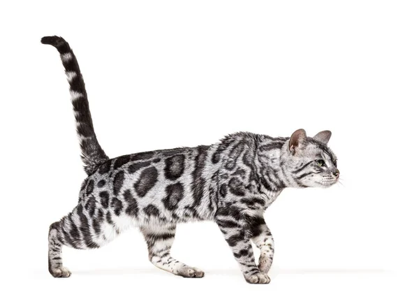 Back View Bengal Cat Kitten Isolated White — 图库照片