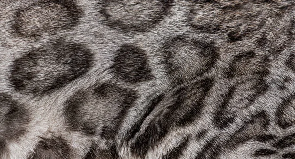 Macro of silver bengal cat hair
