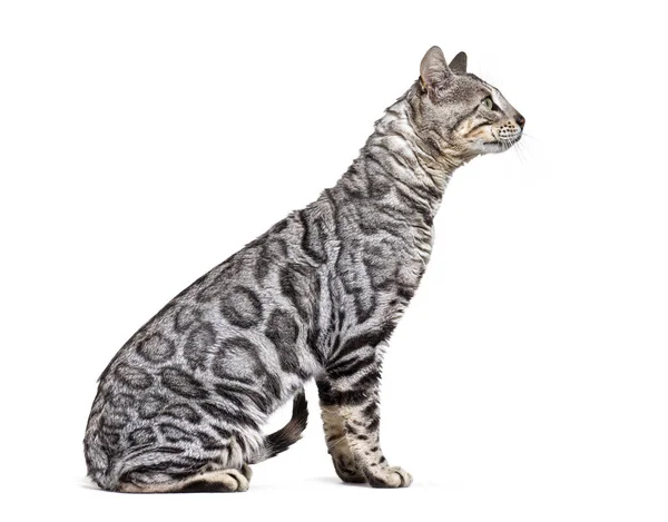 Side View Bengal Cat Looking Isolated White — Stock Fotó