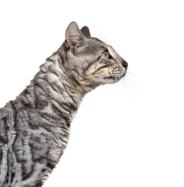 Side View Head Shot Bengal Cat Looking Isolated White —  Fotos de Stock