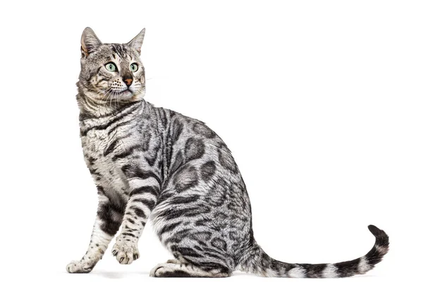 Side View Bengal Cat Isolated White — Photo