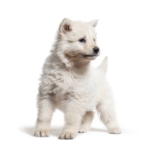 Puppy Berger Blanc Suisse Isolated White — Stockfoto