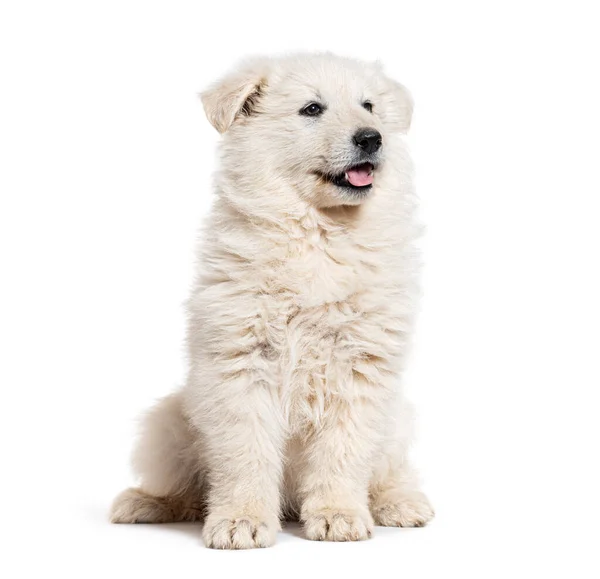 Puppy Berger Blanc Suisse Κοιτάζοντας Πάνω Και Λαχάνιασμα Απομονώνονται Λευκό — Φωτογραφία Αρχείου