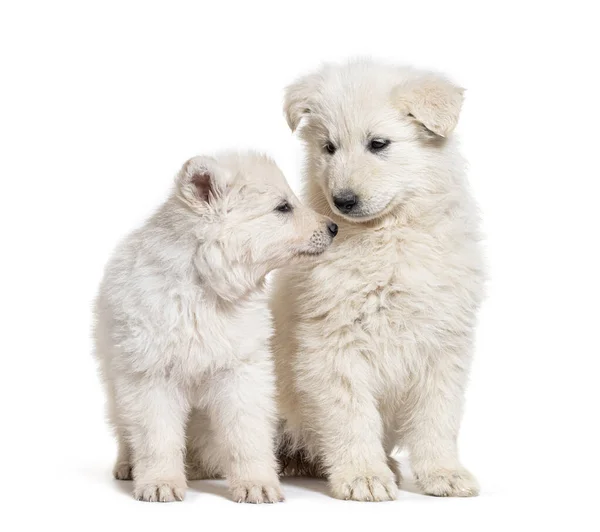 Two Puppies Berger Blanc Suisse Isolated White — Fotografia de Stock