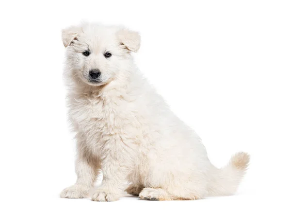 Puppy Berger Blanc Suisse Isolated White — Zdjęcie stockowe