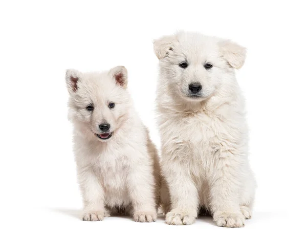 Two Puppies Berger Blanc Suisse Isolated White — Stockfoto