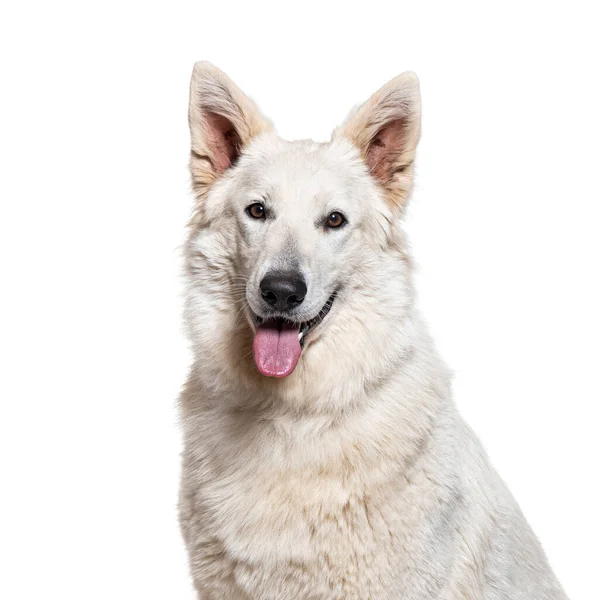 Head Shot Berger Blanc Suisse Panting Isolated White — Foto de Stock