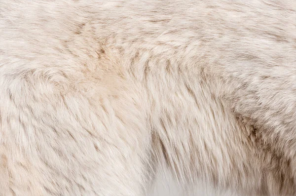 Detail Macro Berger Blanc Suisse Dog Hair — Foto de Stock