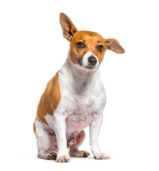 Jack Russell Terrier Sitting Front Isolated White —  Fotos de Stock