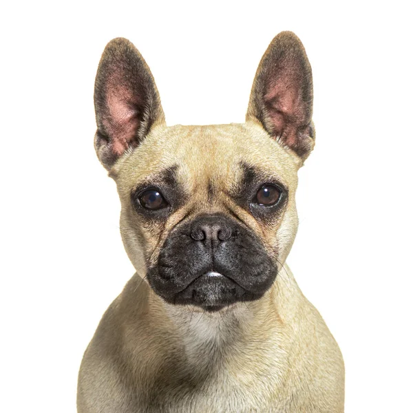 Close French Bulldog Looking Camera Isolated White — Stock Photo, Image