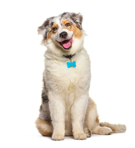 Smiling Puppy Australina Shepherd Five Months Old Red Merle Isolated — Stockfoto