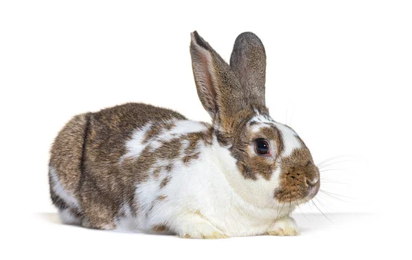 Mixedbreed Rabbit Isolated White — 图库照片