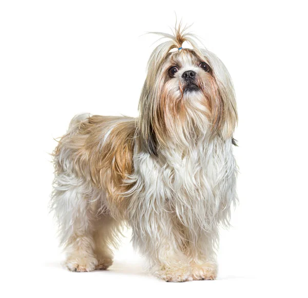 Groomed Shih Tsu Dog Isolated White — Stock Photo, Image