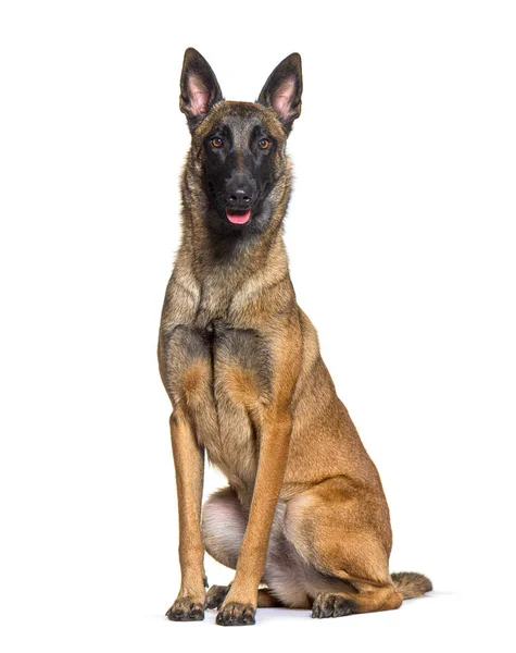 Panting Sitting Belgian Shepherd Malinois Isolated White — Zdjęcie stockowe