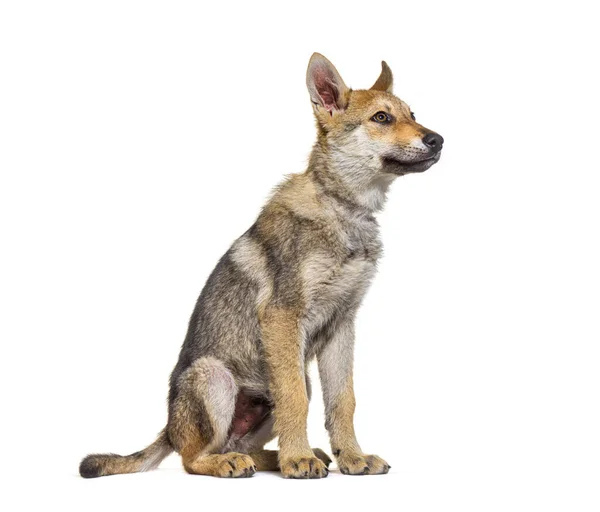 Filhote Cachorro Wolfdog Americano Três Meses Sentado Isolado Branco — Fotografia de Stock