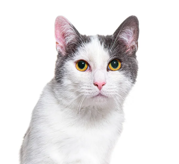 Grey Whitecrossbreed Cat Yellow Eyed Isolated White — Zdjęcie stockowe