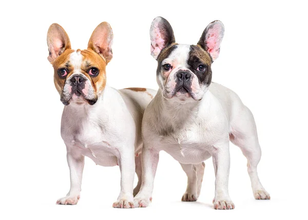 Two French Bulldogs Together Isolated White — Fotografia de Stock