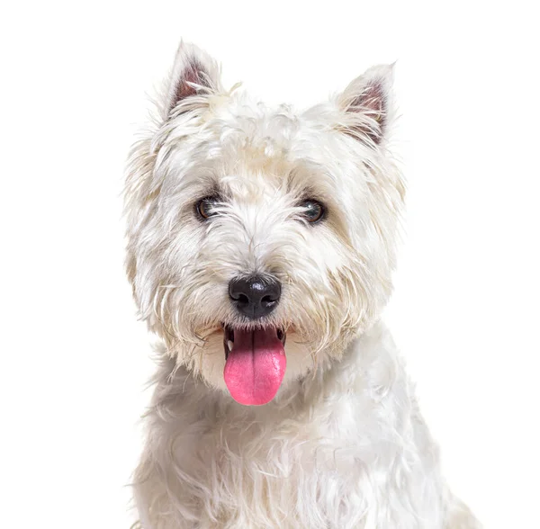 West Highland White Terrier Westie Panting Facing Isolated White — Zdjęcie stockowe