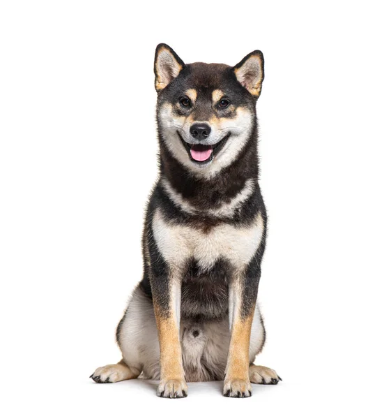 Shiba Inu Panting Ten Months Old Looking Smiling Isolated White — Stock Photo, Image