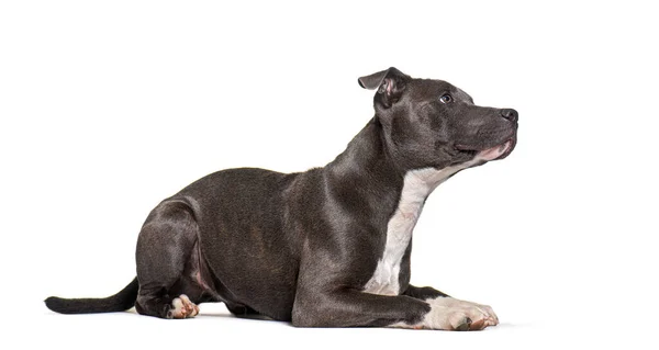 American Staffordshire Terrier Lying Looking Isolated White — Zdjęcie stockowe