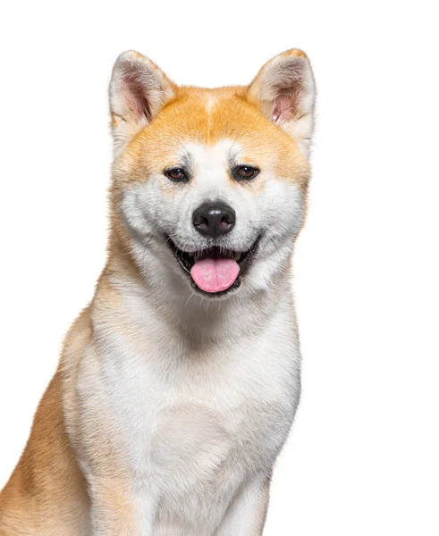 Akita Inu Head Portrait Dog Panting Looking Camera — 스톡 사진