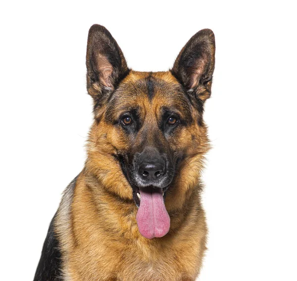 Portrait Panting German Shepherd Isolated White — Stok fotoğraf