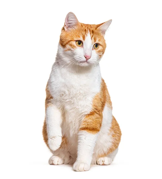Ginger White Crossbreed Cat Sitting Front — Stock Fotó