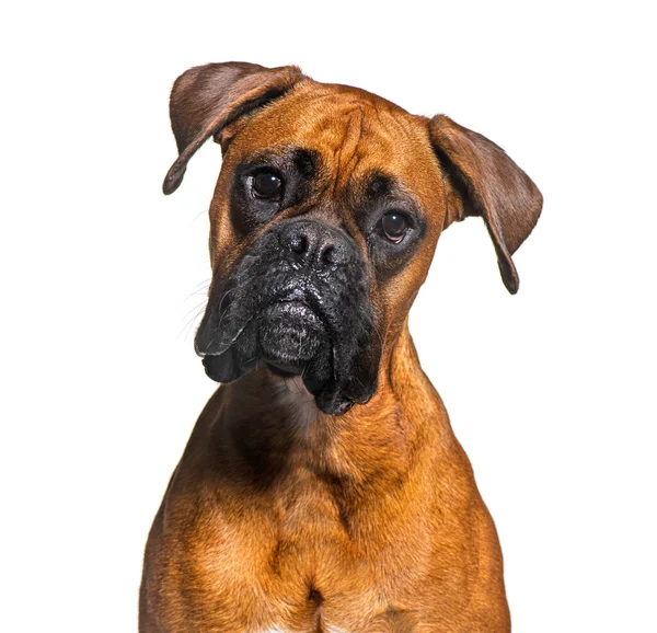 Portrait Boxer Dog Isolated White — Stockfoto