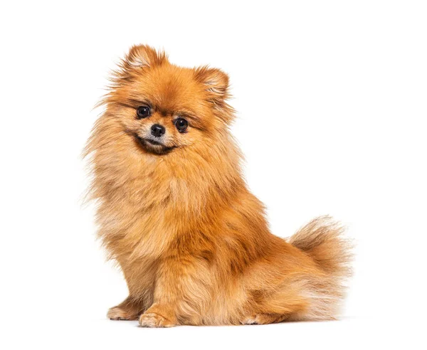 Red Pomeranian Pes Sedí Vpředu Izolovaný Bílém — Stock fotografie