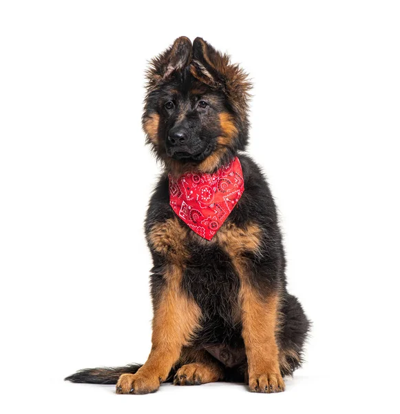 German Shepherd Puppy Two Months Old Wearing Scarf Dog Isolated — Stock fotografie