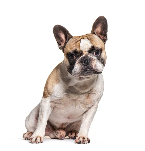 French Bulldog Looking Face Isolated White — Fotografia de Stock