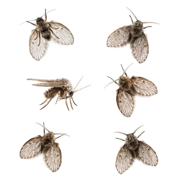 Collection Many Different Drain Fly View Clogmia Albipunctata Isolated White — Stock Photo, Image