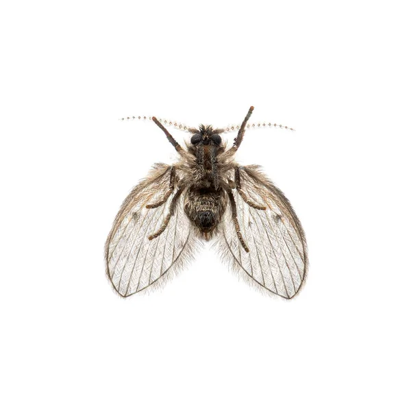 Bottom View Drain Fly Clogmia Albipunctata — 图库照片