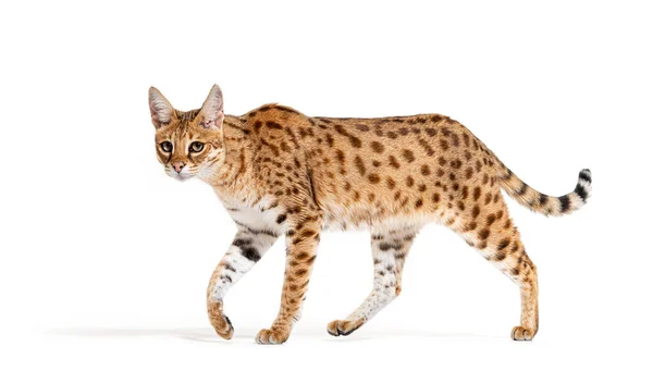 Profile Savannah Cat Walking Cross Serval Domestic Cat Isolated White — 스톡 사진